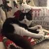 samaracat24